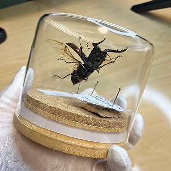 Amazon.co.jp: 昆虫標本ノコギリクワガタ飛翔 ガラスケース入り 訳あり